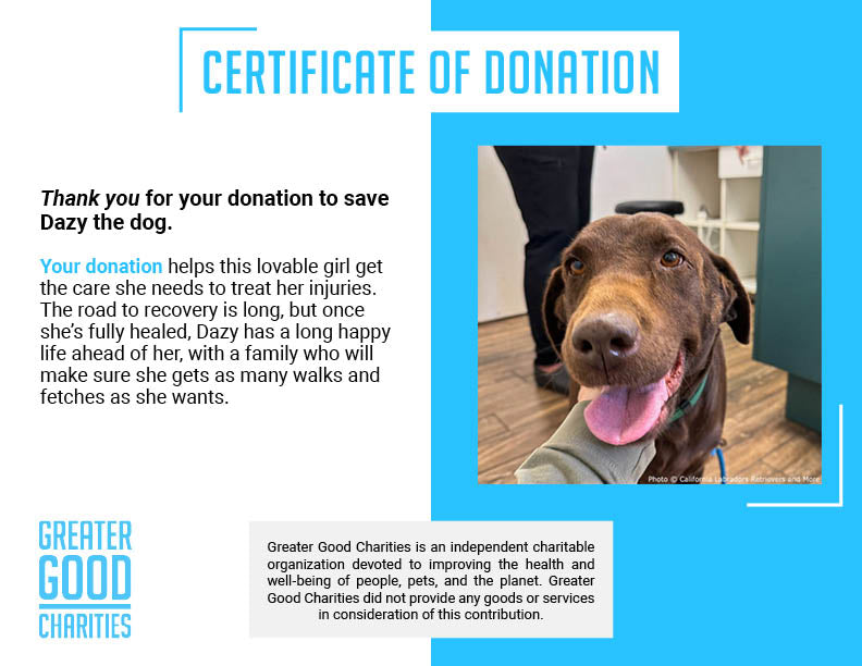 Funded: Dazy Spent Years in Small Cage at Puppy Mill and Needs Surgery to Walk Again