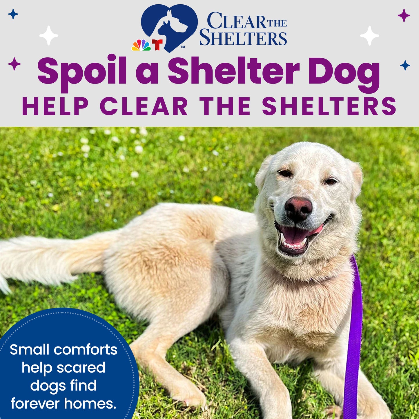 Send Vital Supplies to Shelters Saving Pets’ Lives