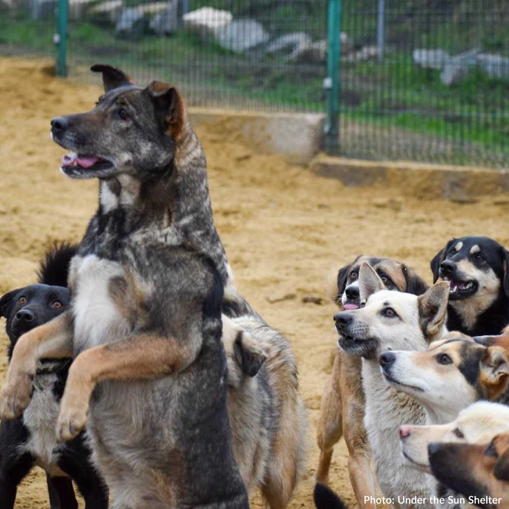 Protect Hundreds of Dogs from the Horrors of War