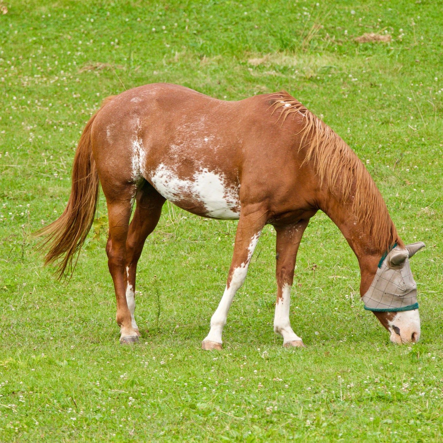 Provide Essential Supplies to Horses in Need