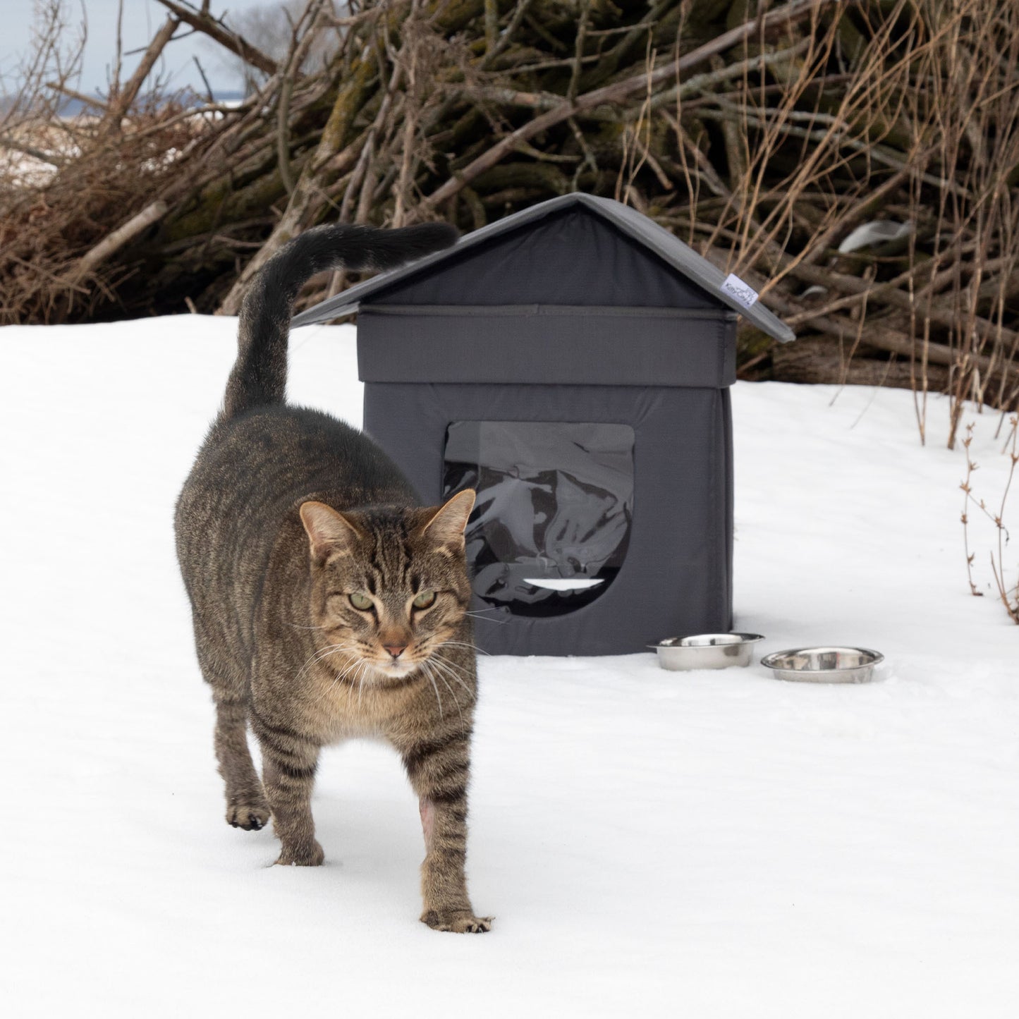 Give Shelter & Supplies to Stray Cats Living in Harsh Conditions