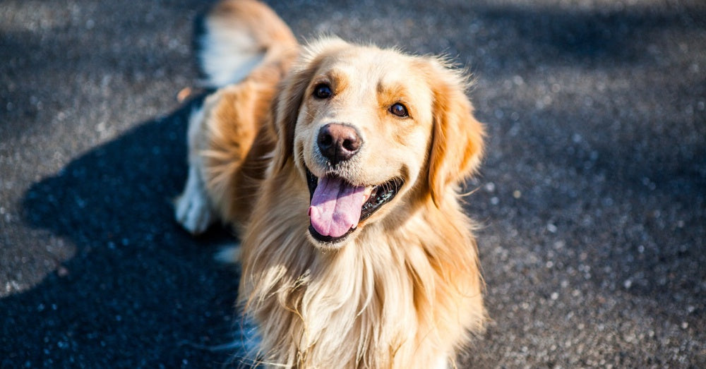 10 Golden Retriever Rescues Looking For Fosters And Adopters