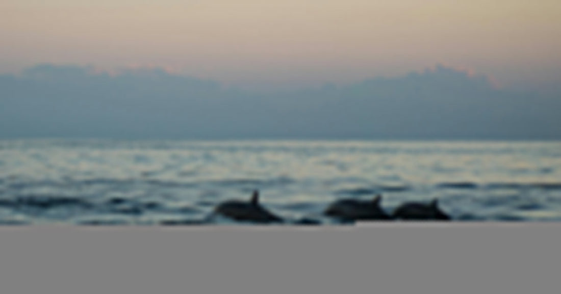 Massive Pod of 100 Dolphins Surges Through Connecticut Waters