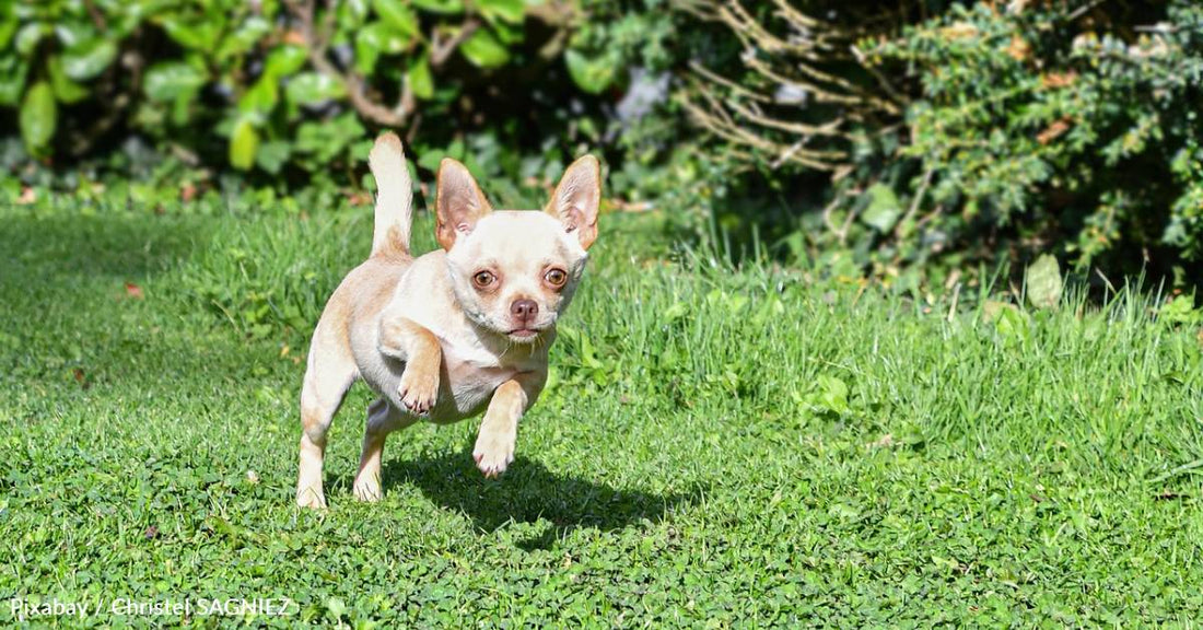 10 Fun Facts About the World's Tiniest Dog Breed, the Chihuahua