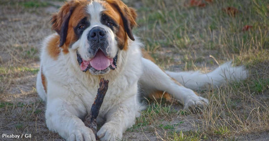 10 Fun Facts About the Saint Bernard