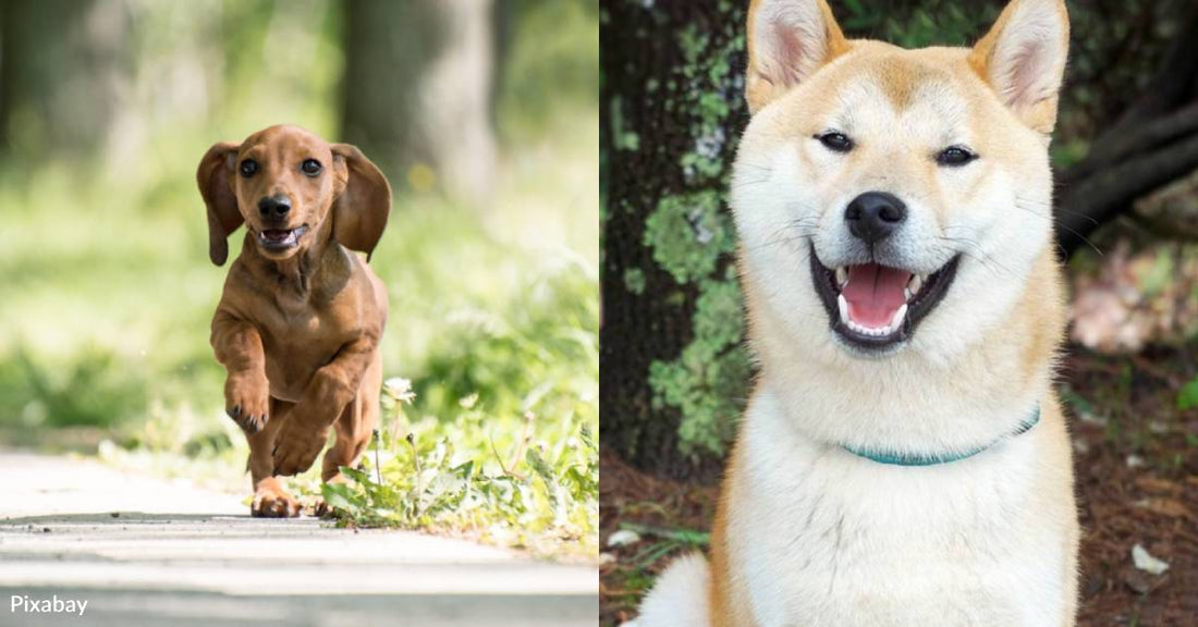 10 Long-Lived Dog Breeds