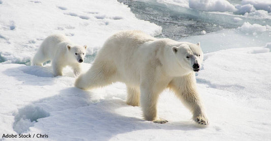 10 Animals with Strong Mother-Child Bonds