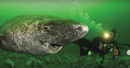 Scientists Discover 512 Y.O. Shark, Which Makes It The Oldest Living Vertebrate On The Planet