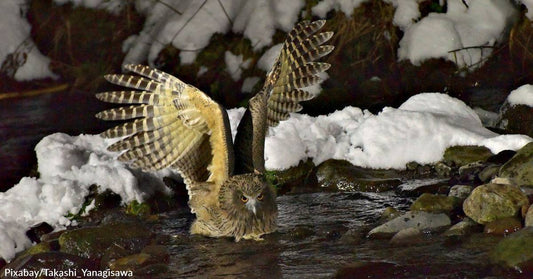 Meet the Largest Owl in the World — and One of the Most Endangered