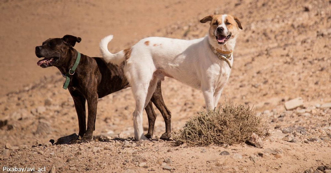 Dog Dies on Hike in Phoenix, Owner Charged with Neglect