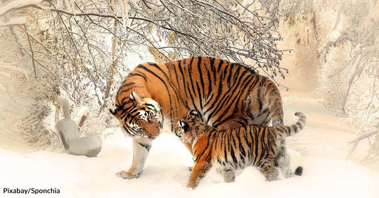 Which Big Cat is Really the Biggest of the Jungle?