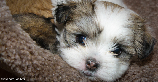 Stray Puppy Leads Rescuers To His Sibling In Abandoned Building