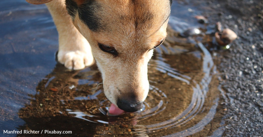 Puddles May Be Putting Your Dogs At Risk