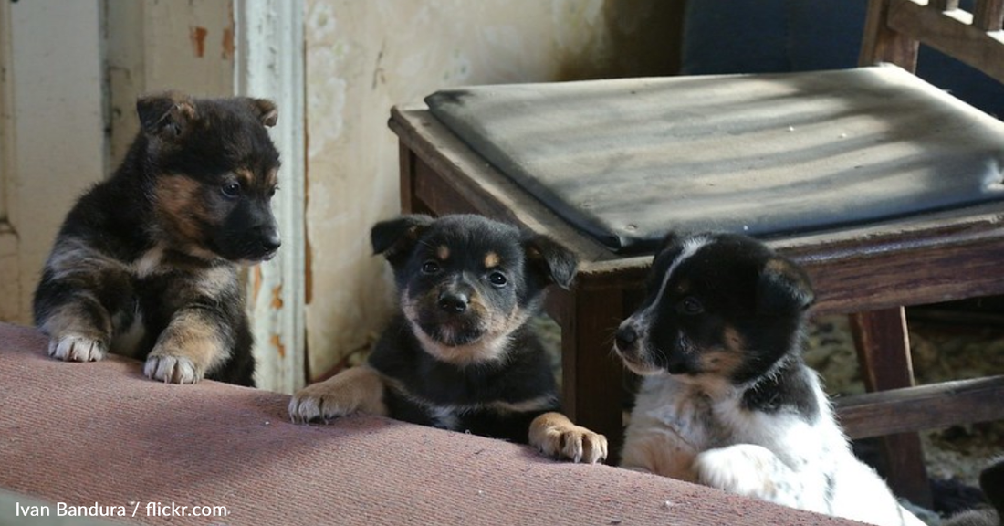 Woman Feeds Hungry Stray Puppies In Ukraine When No One Else Will