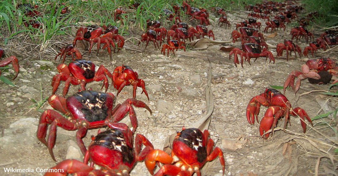 Scientists Made A Robot Crab To Film The Species' March To The Sea