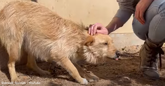 Dog Rescued From Neglectful Owner Learns What It's Like To Be Loved