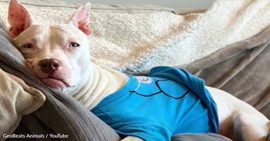 No One Wanted Deaf Shelter Dog But Then The Perfect Couple Walked In