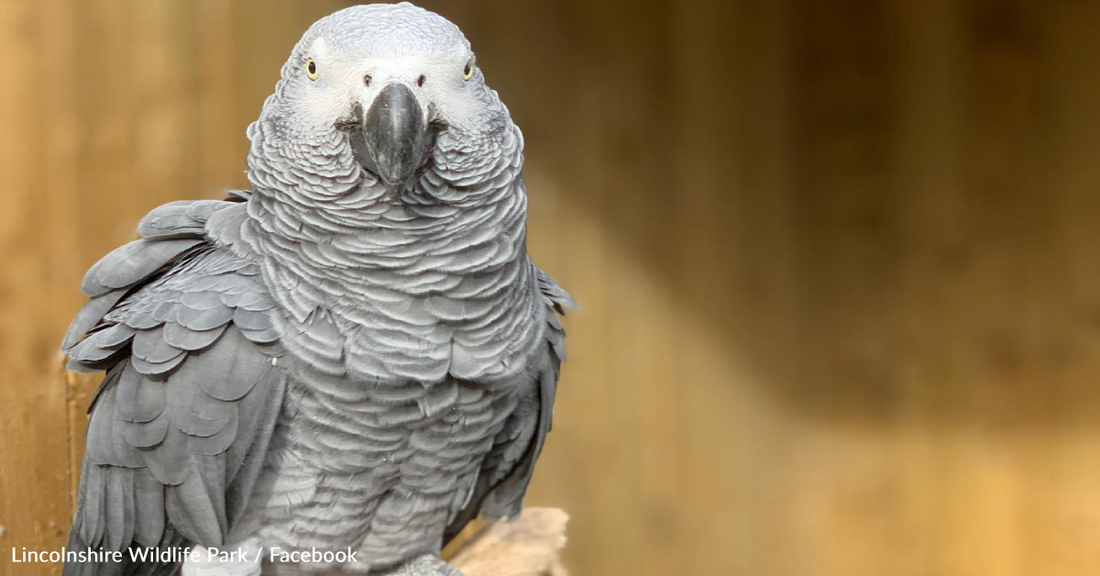 Zoo Forced To Remove 5 Parrots From Public View For Swearing At Visitors