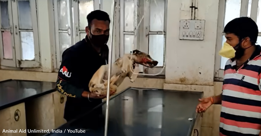 Dog With Head-To-Toe Injuries Refuses To Give Up On Life