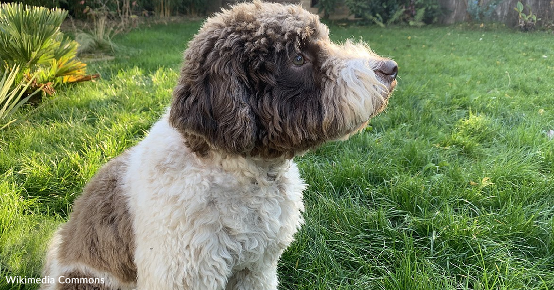 Puppy Digs Up Rare Coins Worth Over $7,000 On His First Walk To The Park