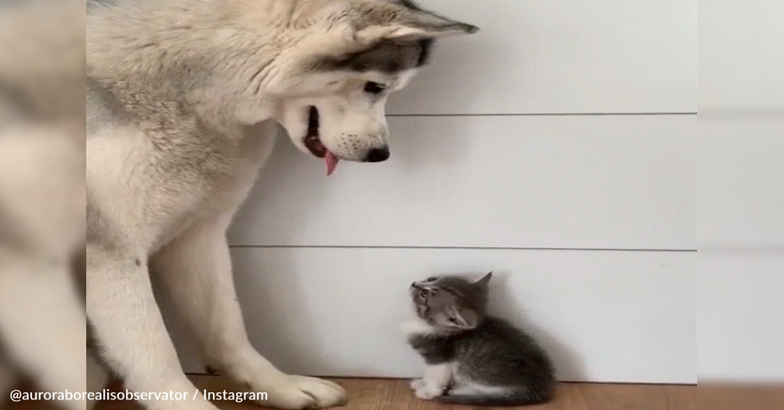 Husky Befriends A Tiny Kitten And It Gives It A Hug