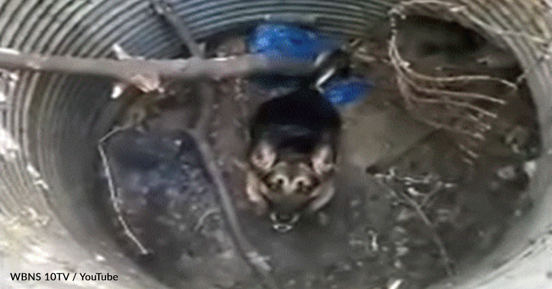 German Shepherd Rescued After Falling 12 Feet Into A Hole