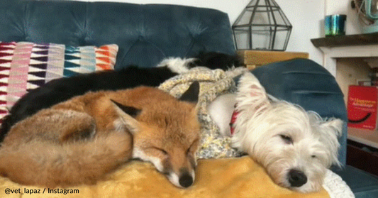 Paralyzed Dog Becomes Best Friends With A Blind Fox