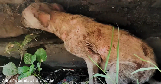 Street Dog In Terrible Shape Never Stops Wagging His Tail