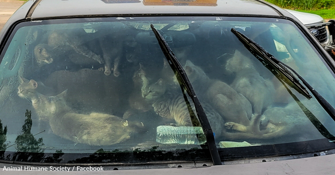 Man Found Living In Hot Car With 47 Cats