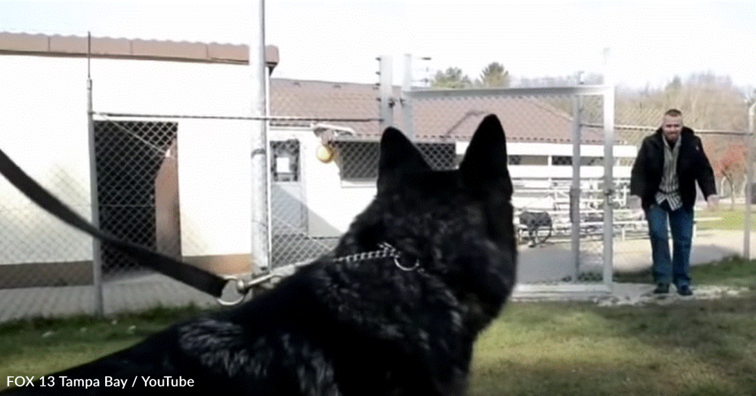 Retired Soldier Gets To Adopt His Old K-9 Partner After A Year Apart