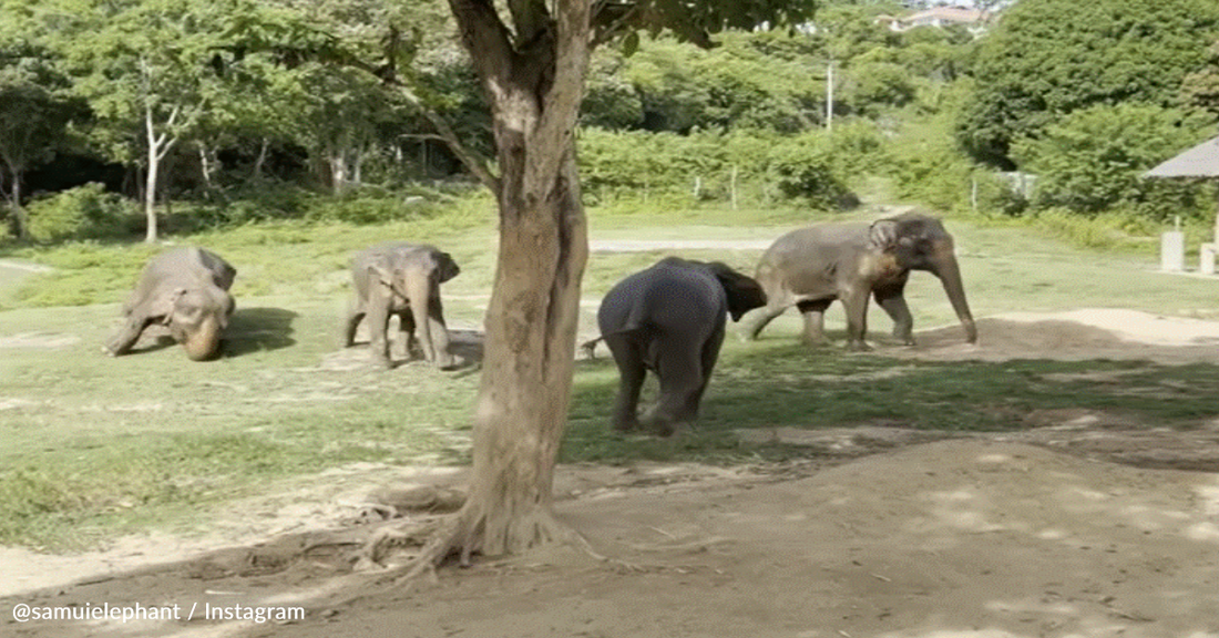 Elephants Rush To Help Elderly Herd Member That Slipped And Fell