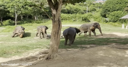 Elephants Rush To Help Elderly Herd Member That Slipped And Fell