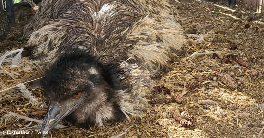 Male Emu Surprises Everyone By Incubating Eggs And Hatching Chicks