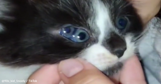 Meet The Kitten Born With Three Eyes