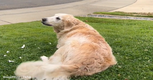 Senior Dog Waits To Greet His Walking Human Friend Every Morning