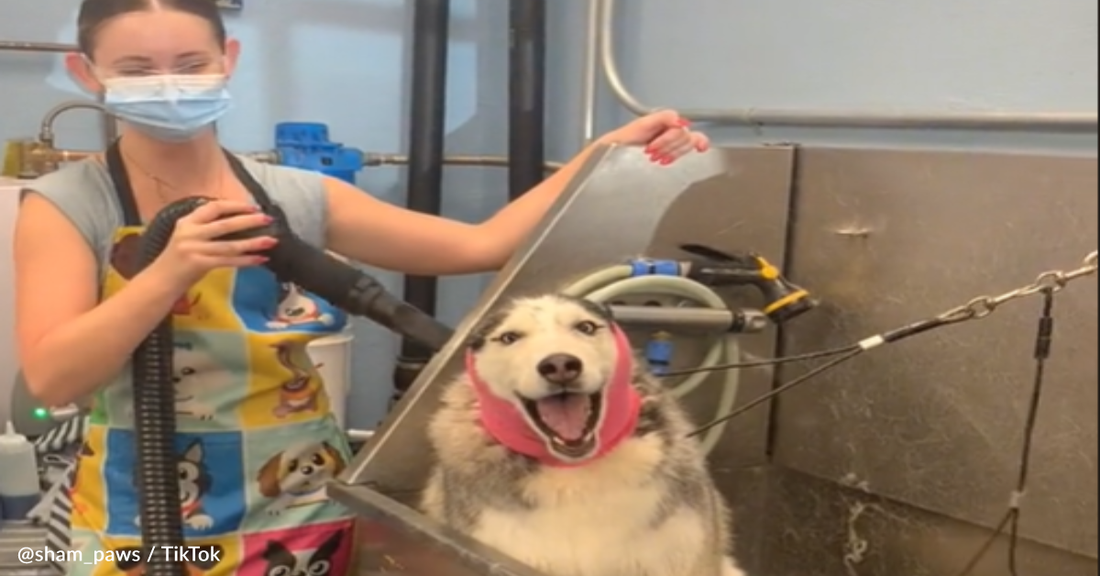 Dramatic Husky Hates Going To The Groomers