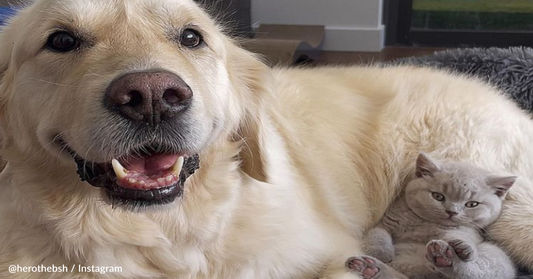 Mom Adopts Emotional Support Kitten For Her Anxious Golden Retriever