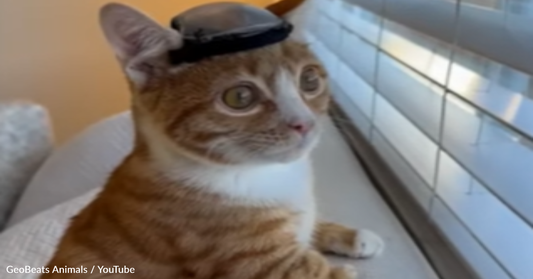 Mom Rejects Special Needs Kitten That Now Wears A Helmet