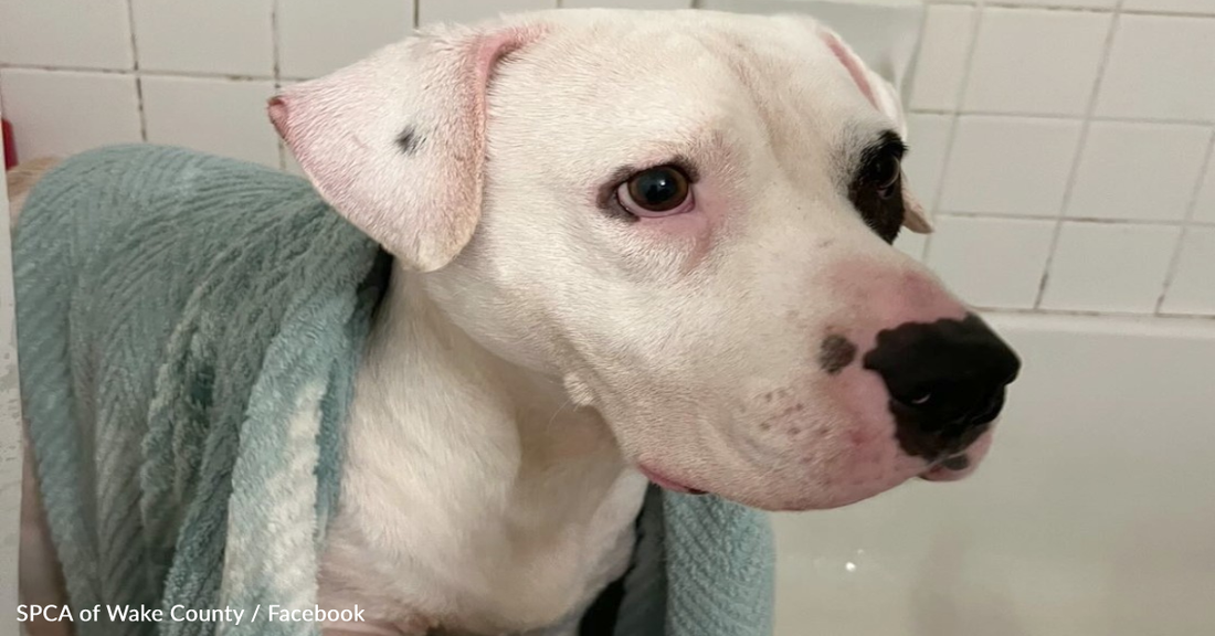 Adopted Dog Smiles Big When He Realizes He's Finally Home