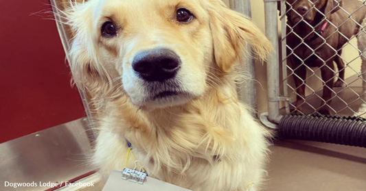 Golden Retriever Apologizes After Pulling The Doggie Daycare Fire Alarm