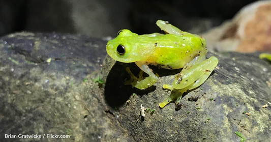 Glass Frogs Hide Blood In Their Liver To Become Transparent While Sleeping