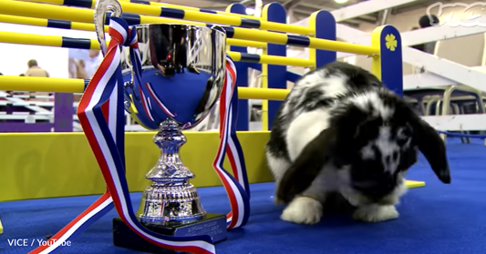 Adorable Bunnies Compete In Hopping Competition To Take Home The Trophy