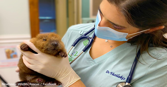 Baby Beavers Make Friends At Wildlife Rescue Center