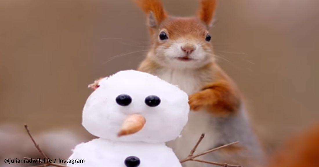 Photographer Captures Tiny Red Squirrel Meeting A Snowman For The First Time