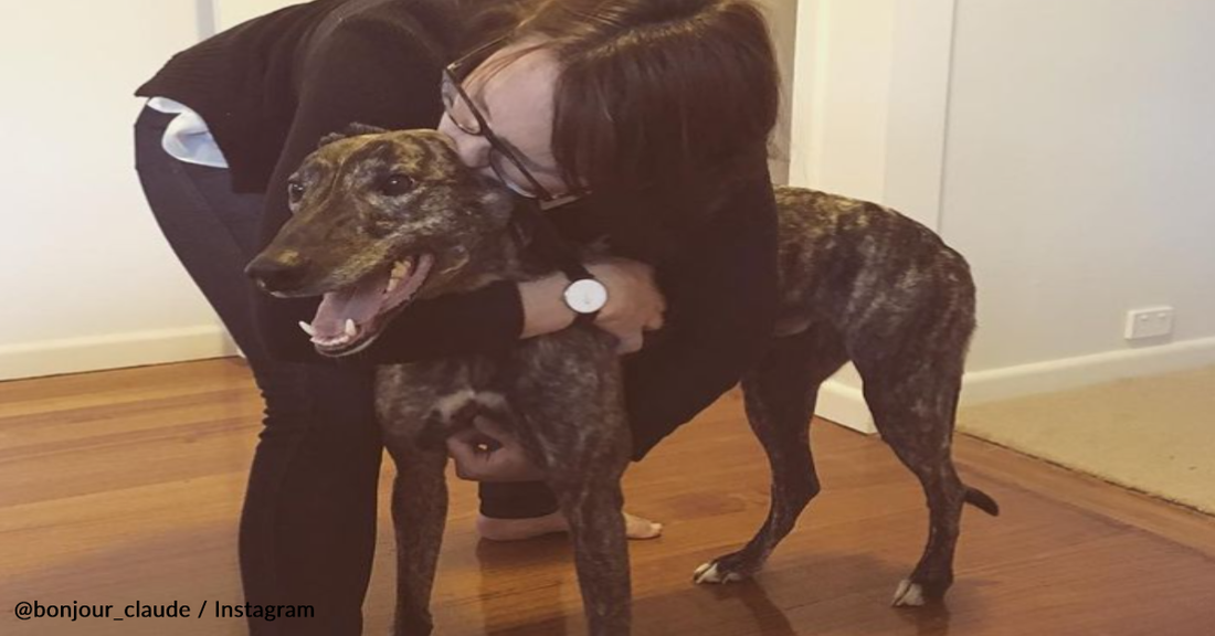 Greyhound Can't Help but Smile After Finding His Forever Family