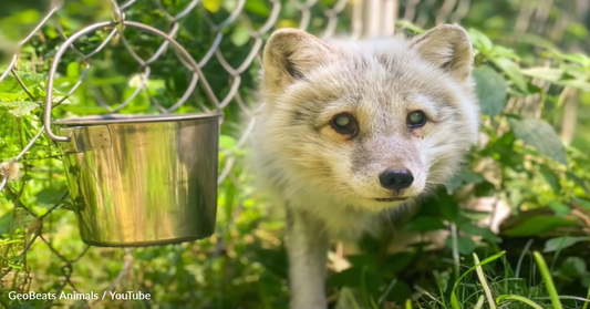 Woman Spots Old, Blind Arctic Fox At A Dog Shelter And Does The Right Thing