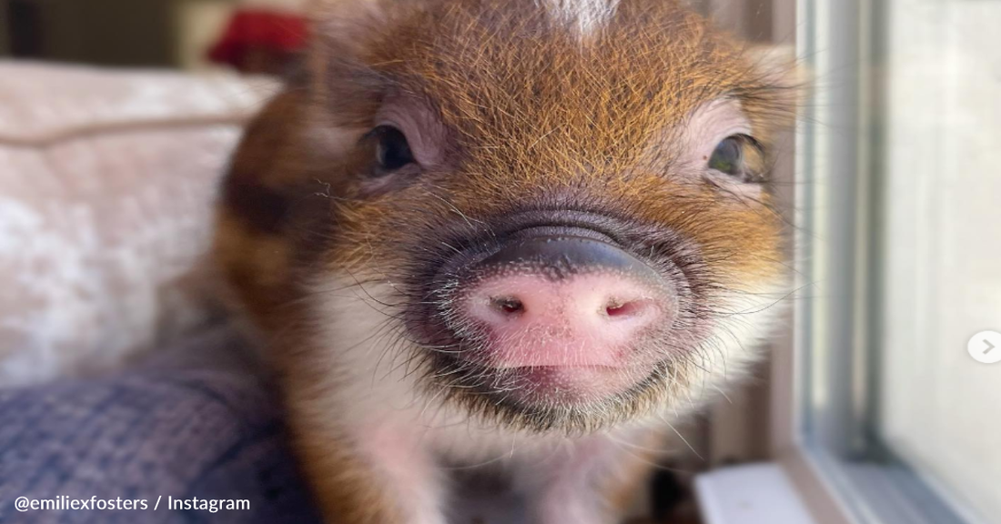 Little Rescue Pig Loves Kisses From His Foster Mom