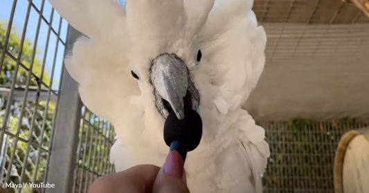 Woman Interviews Sanctuary Animals On Tiny Microphone