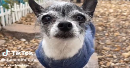 Family Returns Rescue Dog Because She Wants To Sleep In Bed With Mom And Dad