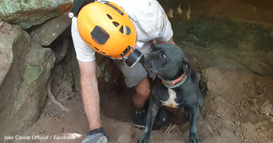 Jax The Staffy Finally Goes Home After After Spending Two Days Stuck In A Cave